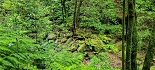 Plants: image 27 Of 208 Thumb